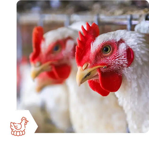 ProBiotein® for Poultry