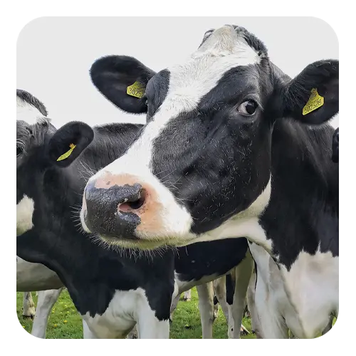 Dairy Cow Nutritional Benefits