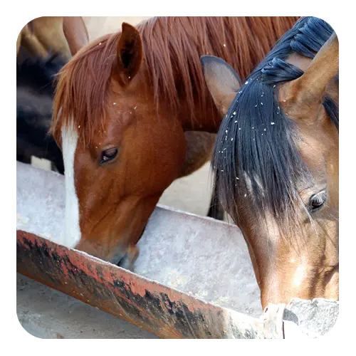 Equine Nutrition - ProBiotein® Benefits