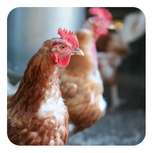 ProBiotein® and Poultry Nutrition