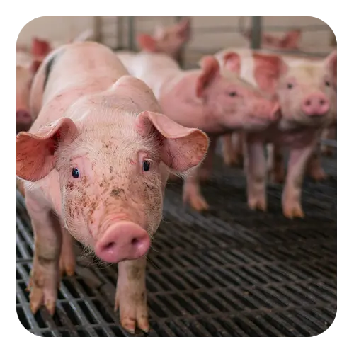 Swine Nutrition Benefits