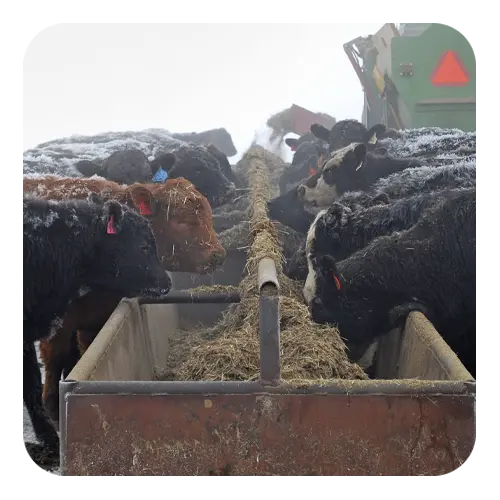 Application 1 - Beef Cattle Nutrition - ProBiotein